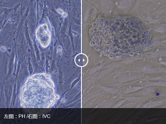 CKX53倒置顯微鏡 (1).png