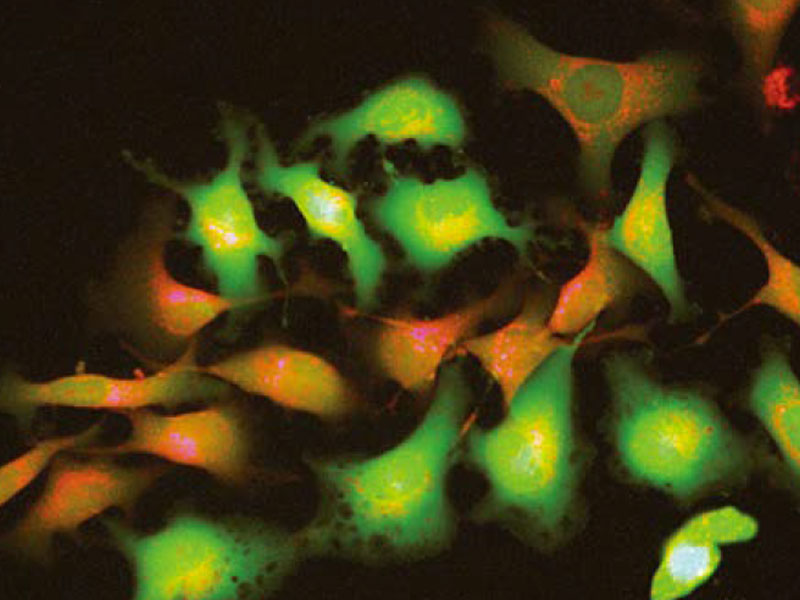 CKX53倒置顯微鏡 (6).jpg