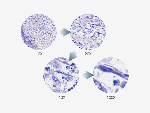 BX43手動顯微鏡系統(tǒng) (3).jpg