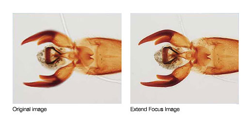 cellSens擴展聚焦成像1 拷貝.jpg